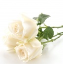 Arbic, Jocelyne